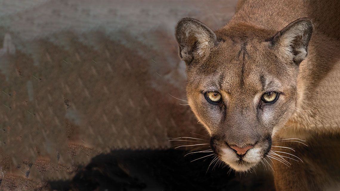 can i buy a puma cat